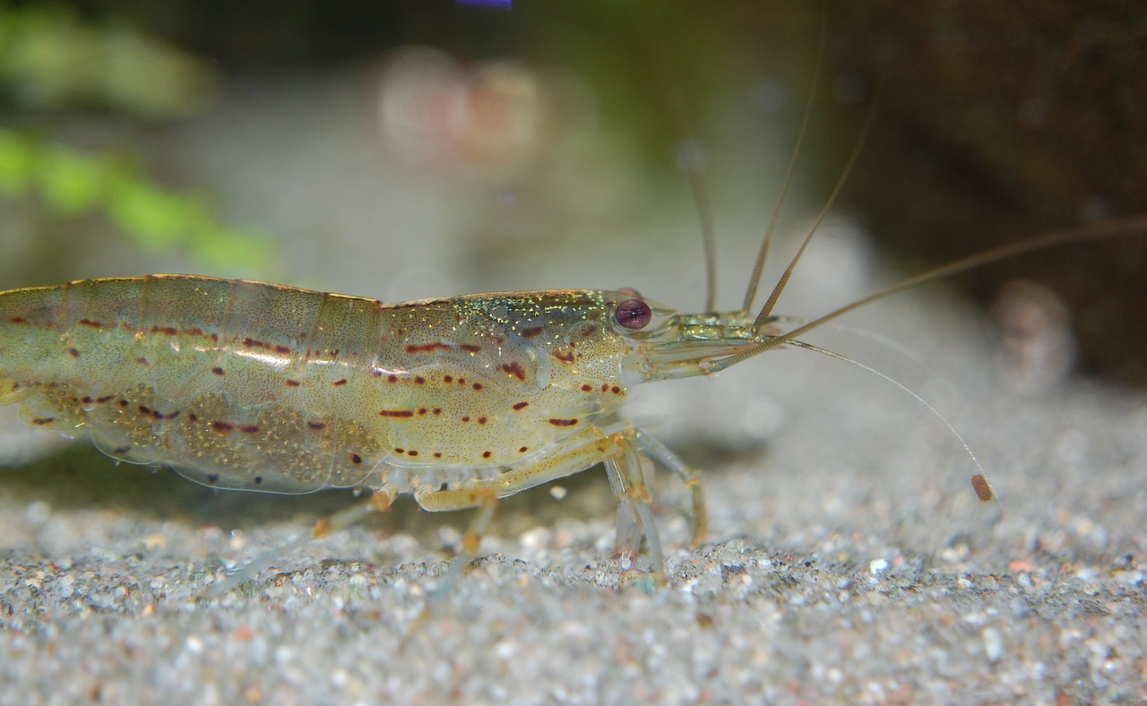 Ada Obat Terlarang dalam Udang. Ini Penemuan Lengkapnya