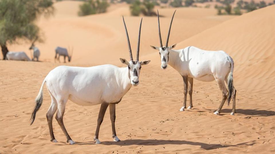 Dilindungi dan Terancam Punah, Oryx Menjadi Hewan Kesayangan Warga Oman